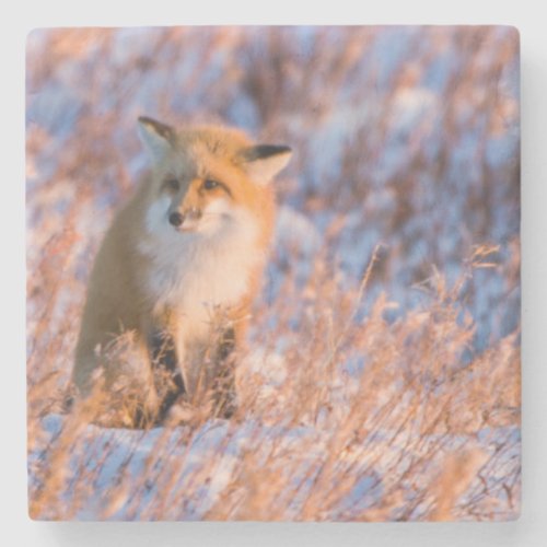 Red Fox in winter Churchill Wildlife Stone Coaster