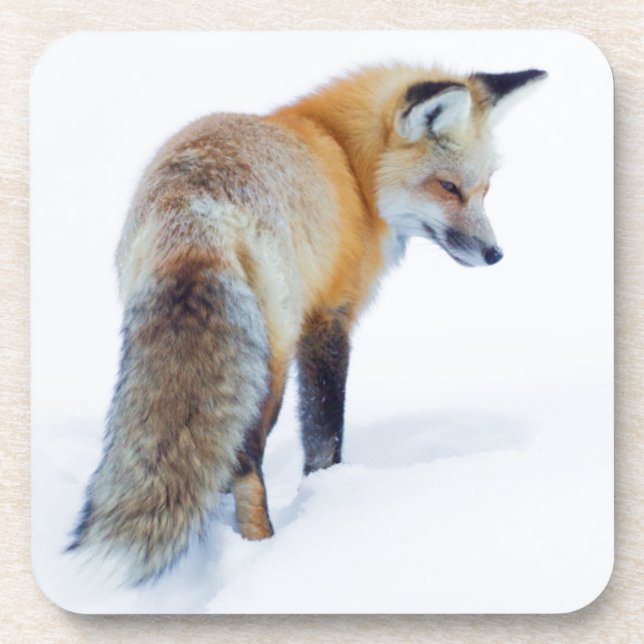 Red Fox in Winter Drink Coaster (Front)