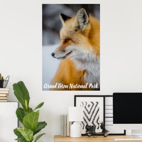 Red Fox in Winter Grand Teton National Park Poster