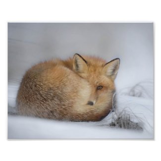 Red Fox In Winter Snow Photo Print