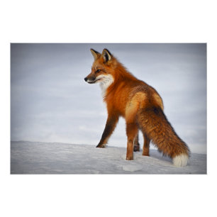 Red Fox in Winter Snow Poster