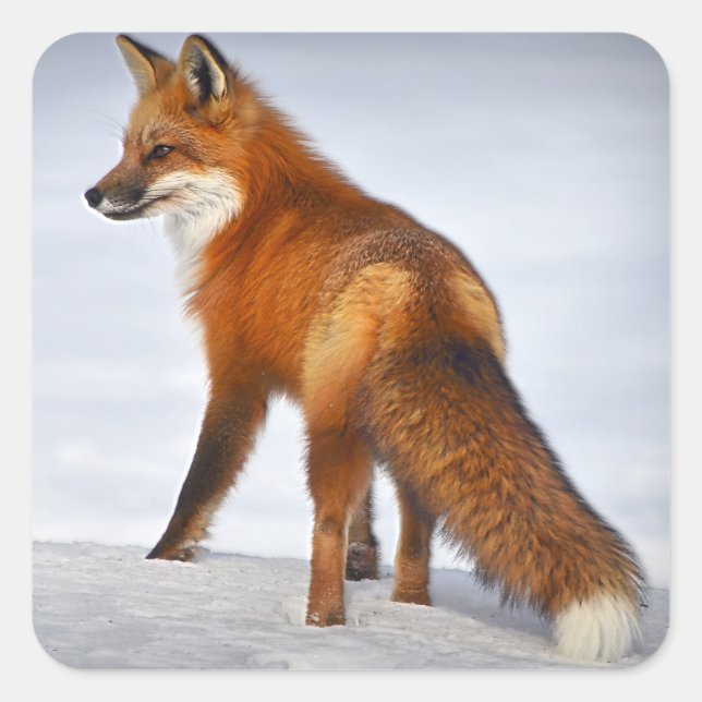 Red Fox in Winter Snow Square Sticker (Front)