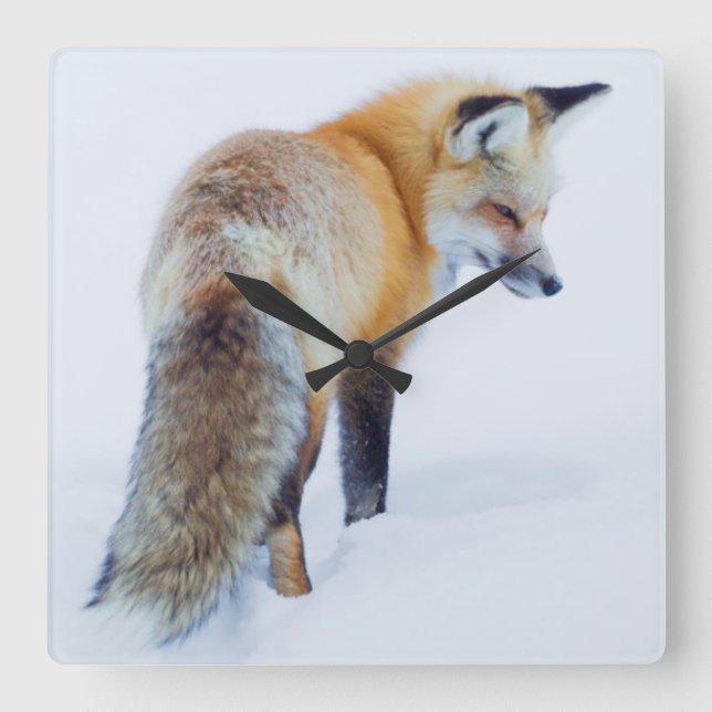 Red Fox in Winter Square Wall Clock (Front)