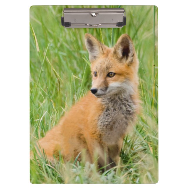 Red Fox Kit in grass near den Clipboard (Front)