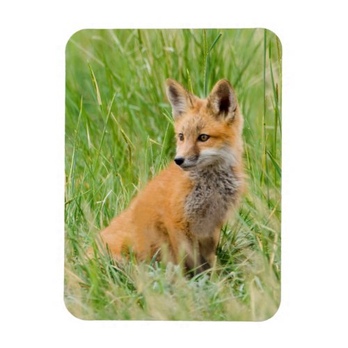 Red Fox Kit in grass near den Magnet