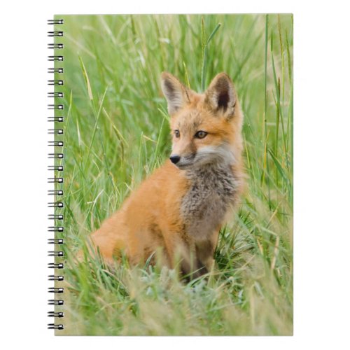 Red Fox Kit in grass near den Notebook