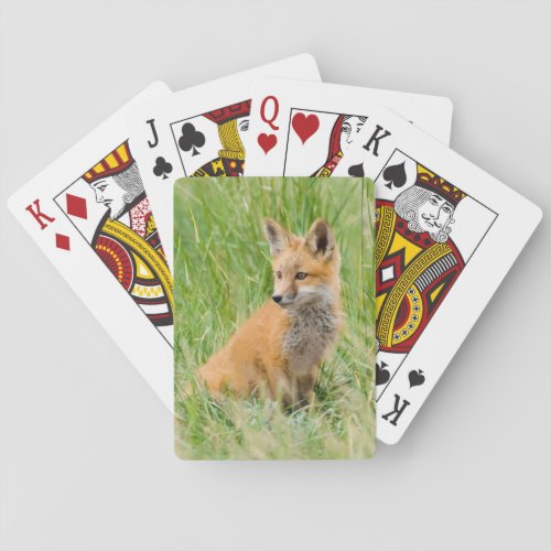 Red Fox Kit in grass near den Playing Cards