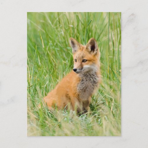 Red Fox Kit in grass near den Postcard