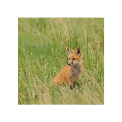 Red Fox Kit in grass near den Wood Wall Decor