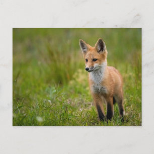Red Fox Kit In Grassy Meadow Postcard
