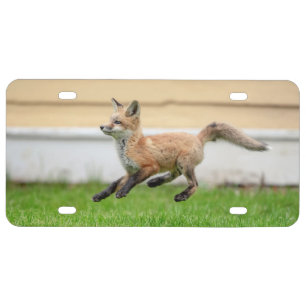 Red Fox Kit in The Hudson Valley License Plate