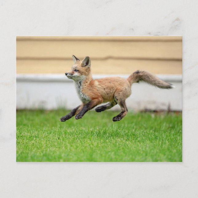 Red Fox Kit in The Hudson Valley Postcard (Front)