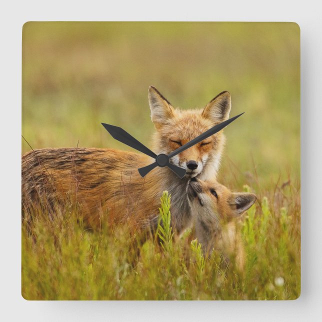 Red Fox Kit Looking Up to Momma  Square Wall Clock (Front)