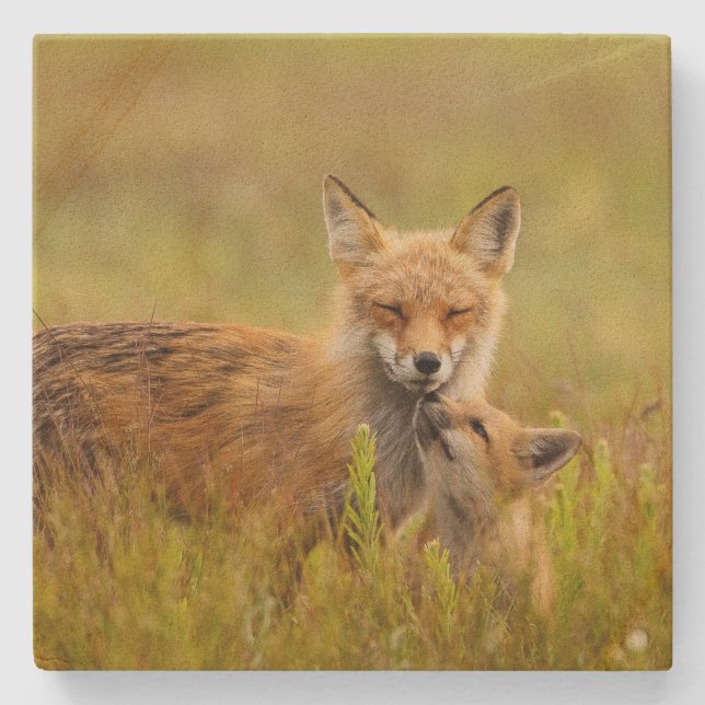 Red Fox Kit Looking Up to Momma Vixen  Stone Coaster (Front)