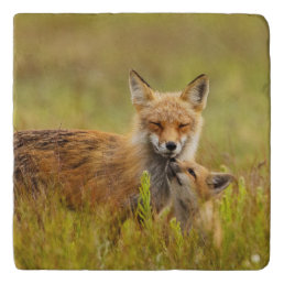 Red Fox Kit Looking Up to Momma Vixen  Trivet