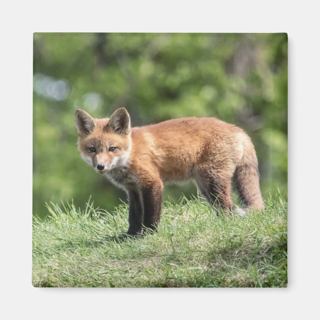 Red Fox Kit Magnet (Front)