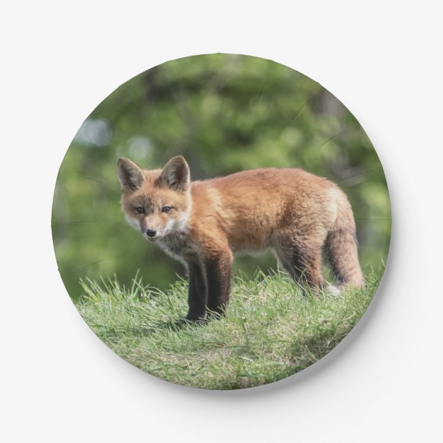 Red Fox Kit Paper Plates (Front)