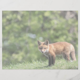 Red Fox Kit Postcard