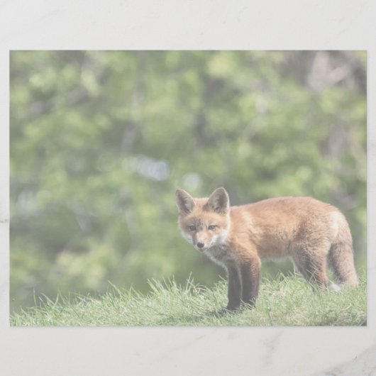 Red Fox Kit Postcard (Front)