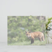 Red Fox Kit Postcard (Standing Front)