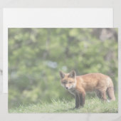 Red Fox Kit Postcard (Front/Back)