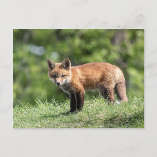 Red Fox Kit Postcard