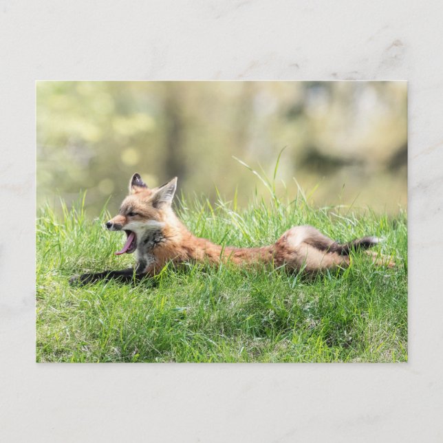 Red Fox Kit Postcard (Front)