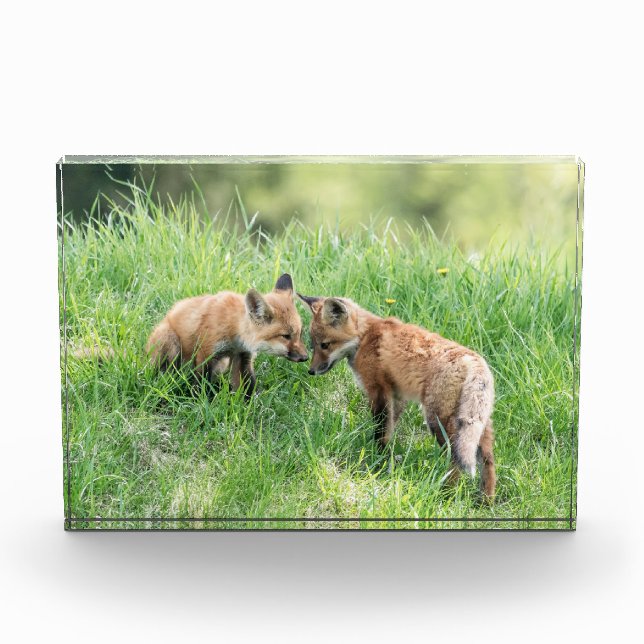 Red Fox Kits Award (Front)