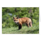 Red Fox Kits Cards (Front Horizontal)