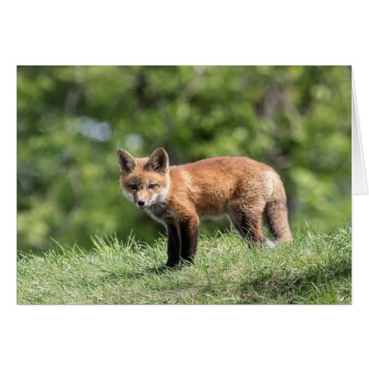 Red Fox Kits Cards (Front Horizontal)