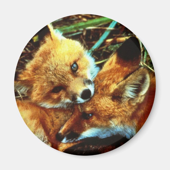 Red Fox Kits Magnet (Front)