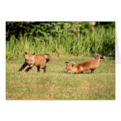 Red Fox Kits Playing (Front Horizontal)