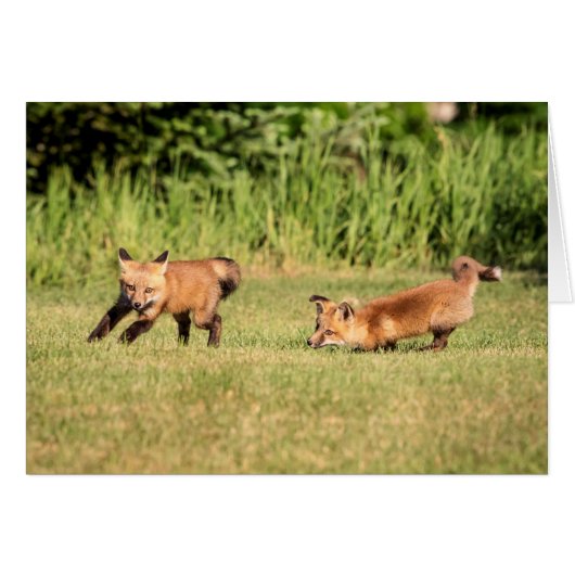 Red Fox Kits Playing (Front Horizontal)