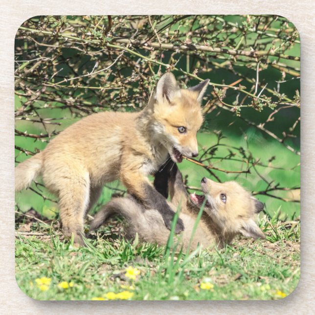 Red Fox Kits Playing Beverage Coaster (Front)