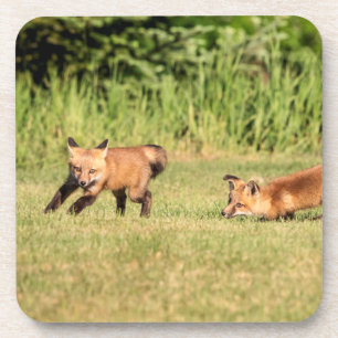Red Fox Kits Playing Beverage Coaster