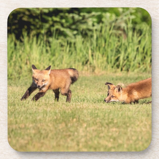 Red Fox Kits Playing Beverage Coaster (Front)