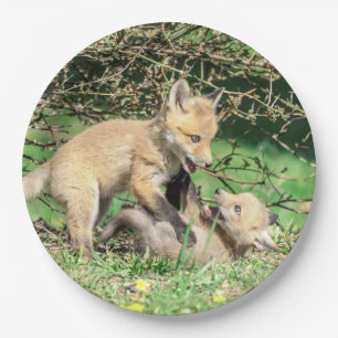 Red Fox Kits Playing Paper Plates