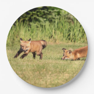 Red Fox Kits Playing Paper Plates