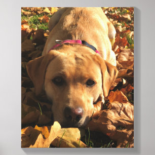 Red Fox Labrador Sat In Autumn Leaves Greetings Canvas Photo Tile