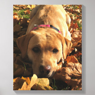Red Fox Labrador Sat In Autumn Leaves Greetings Canvas Photo Tile