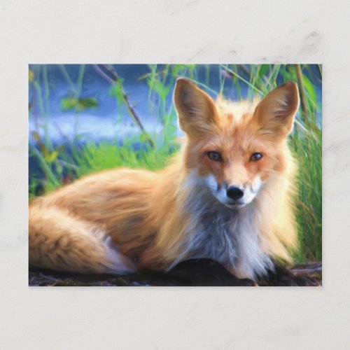 Red Fox Laying in the Grass Wildlife Image Postcard