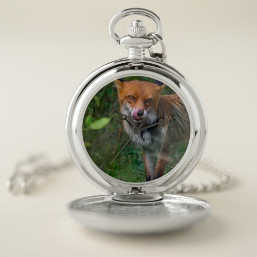 Red fox licking nose pocket watch