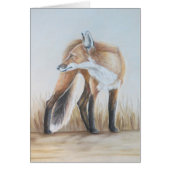Red Fox Looking Back (Front)