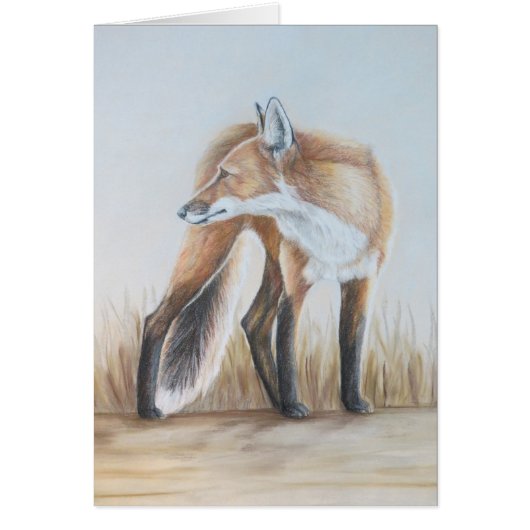 Red Fox Looking Back Cards (Front)