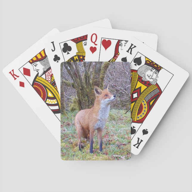 Red Fox Looking Up  Poker Cards (Back)
