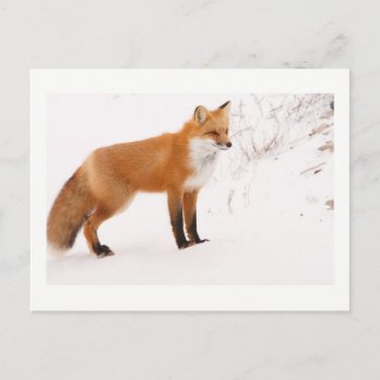 Red Fox Nature Wildlife Photo Postcard by Trendshop at Zazzle