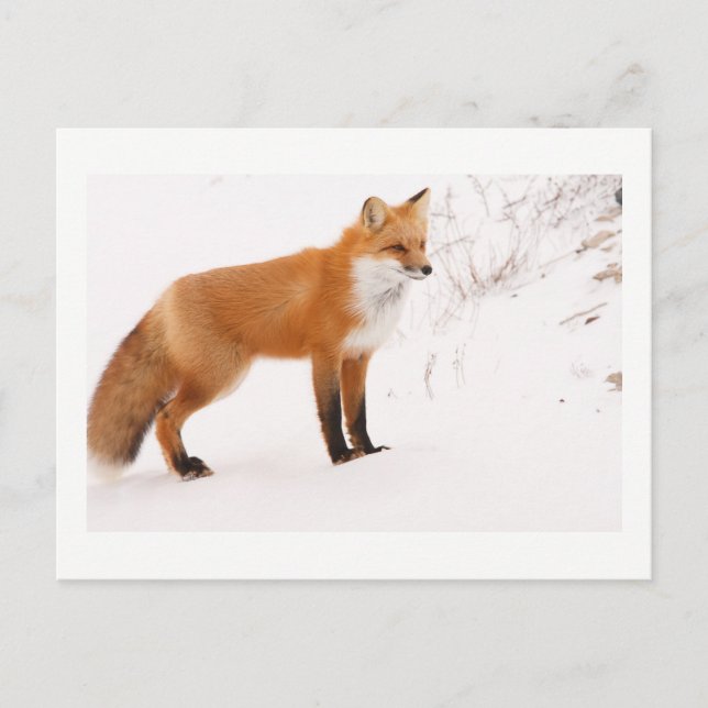 Red Fox Nature Wildlife Photo Postcard (Front)