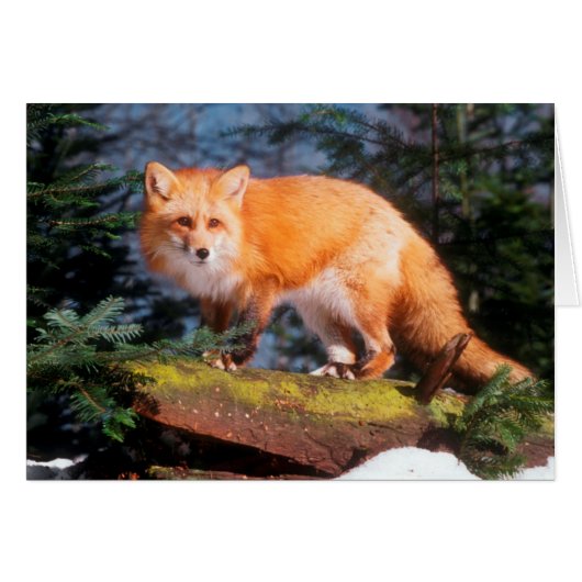 Red Fox on a log Cards (Front Horizontal)
