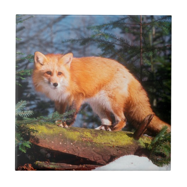 Red Fox on a log Ceramic Tile (Front)