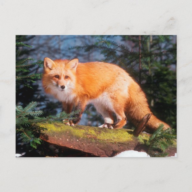 Red Fox on a log Postcard (Front)